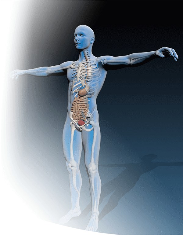water in our body